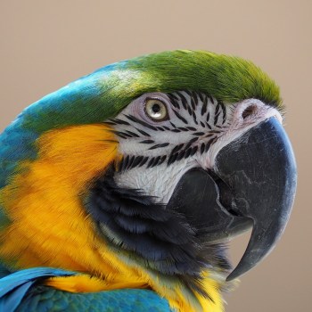 macaw-g7710a7cd8_1920